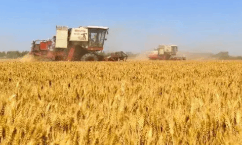 全国已收获小麦面积2.39亿亩 收获进度近八成