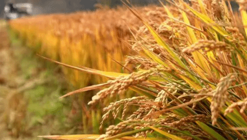 农业农村部：早稻收获基本结束 南方稻区“双抢”接近尾声