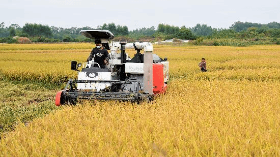 抢抓秋冬种 助农增产增收—广西部分地区秋收见闻