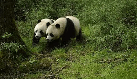 大熊猫国家公园设立超一年：多角度探索 全方位保护