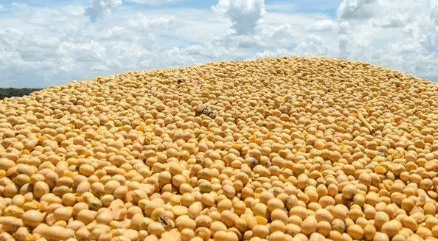 东北大豆市场观察：大豆扩种成效显 多措并举保障农民收益