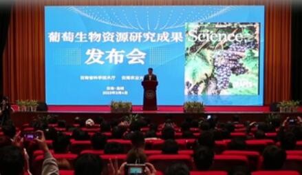 1.1万年前栽培葡萄已上餐桌！科学家破译葡萄驯化密码