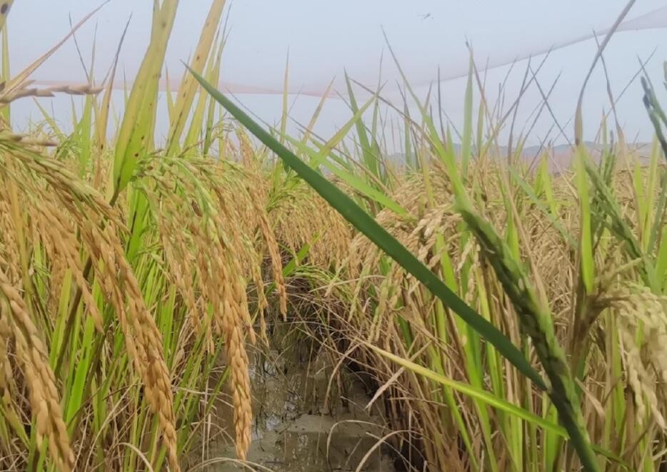 中国农科院水稻种质资源精准鉴定取得新进展