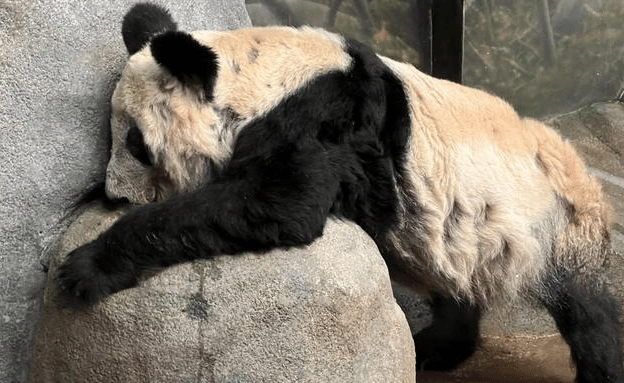 旅美大熊猫“丫丫”回到北京动物园 目前健康状况稳定