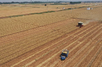 河南麦收进度55.8%！已收获小麦4757.5万亩