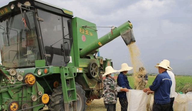 582.9公斤 山西临汾旱地小麦单产创该省最高纪录