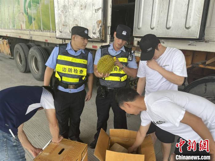钦州保税港口岸成广西最大榴莲海上进口通道