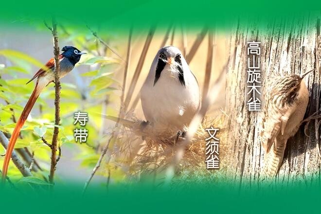 叶麂、寿带等野生动物列入新“三有”名录 野猪等调出