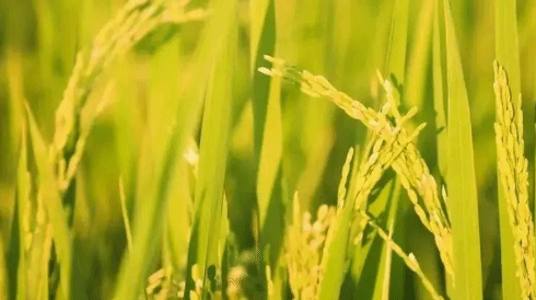 农业农村部：全年粮食生产基础较好 早稻呈增产趋势