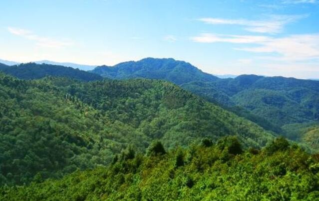 最高检、国家林草局建立协作机制合力守护林草资源
