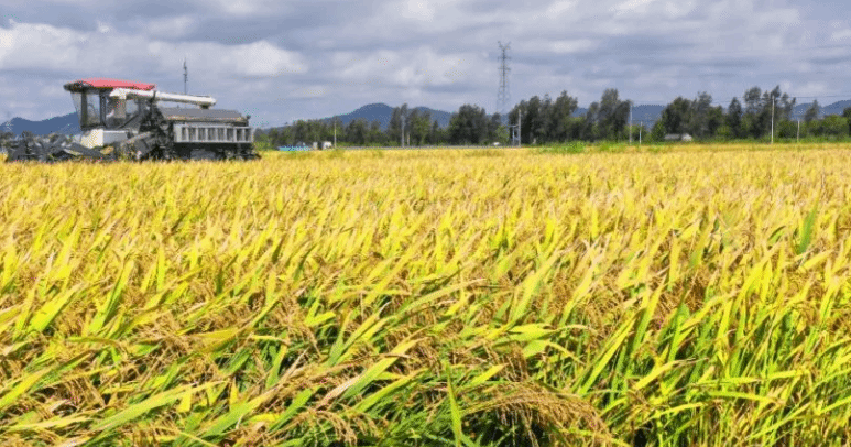 今年全国早稻总产量566.7亿斤 增长0.8%