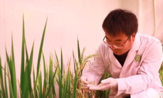 我国建立农作物种子认证制度 为好种子贴好“信用证”加速“走出去”