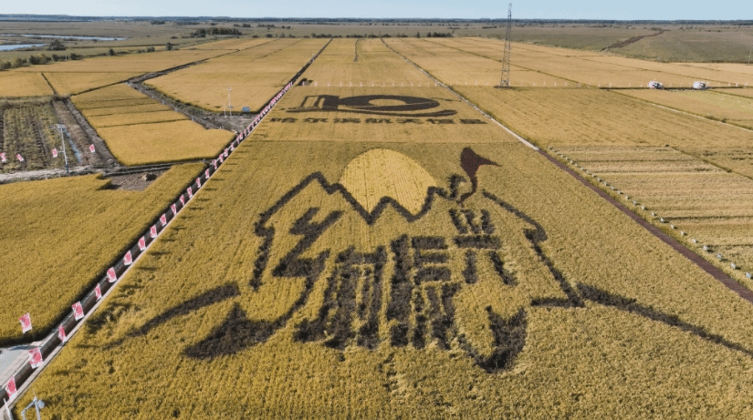 收获面积超一亿亩 全国产粮第一大省秋收正酣