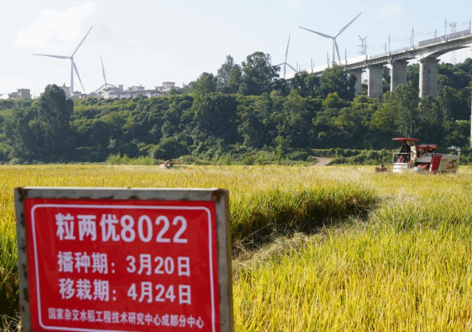 袁隆平超级稻在四川德昌实现单季亩产1251.5公斤