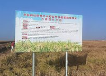 中国首个万亩耐盐碱水稻示范片亩产突破573.8公斤