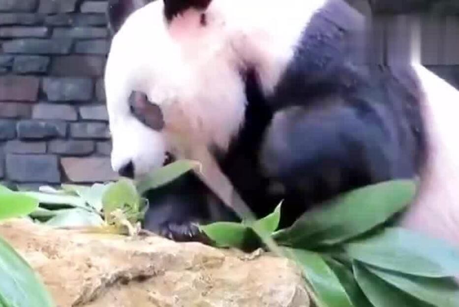 最新检查评估显示我国旅外大熊猫总体健康状况良好