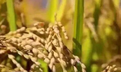 种业振兴行动取得关键性突破