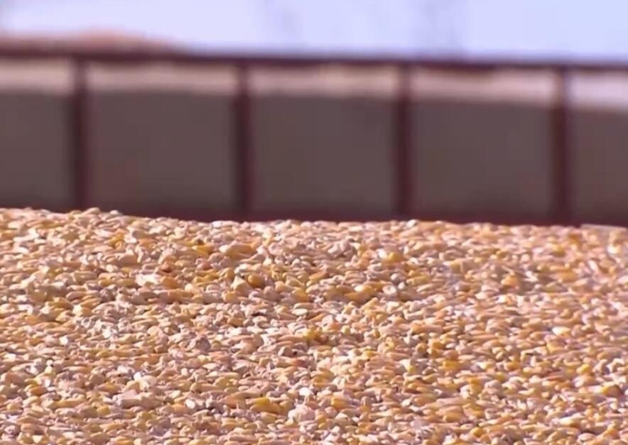 全国秋粮收购超过6000万吨 各地秋粮收购正在有序展开