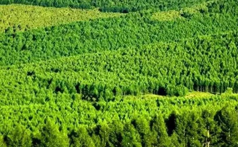 国家林草局计划用3年时间引领各地建立以森林经营方案为核心的制度体系