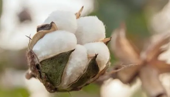 统计局：2023年全国棉花总产量561.8万吨