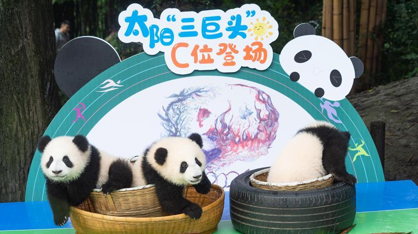 2020年成都新生大熊猫幼仔国庆前亮相