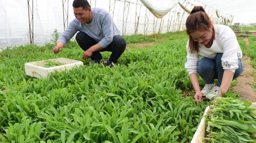 河北黄骅：大棚野菜香飘市场