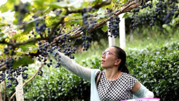 广西三江：立体种植助脱贫