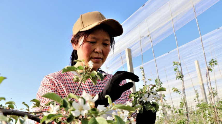 甘肃静宁：苹果花开
