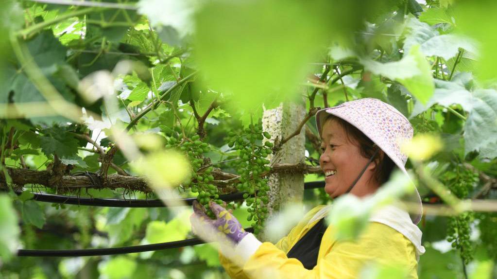 奋进新征程 建功新时代·老区新貌丨广西：“东巴凤”老区换新颜