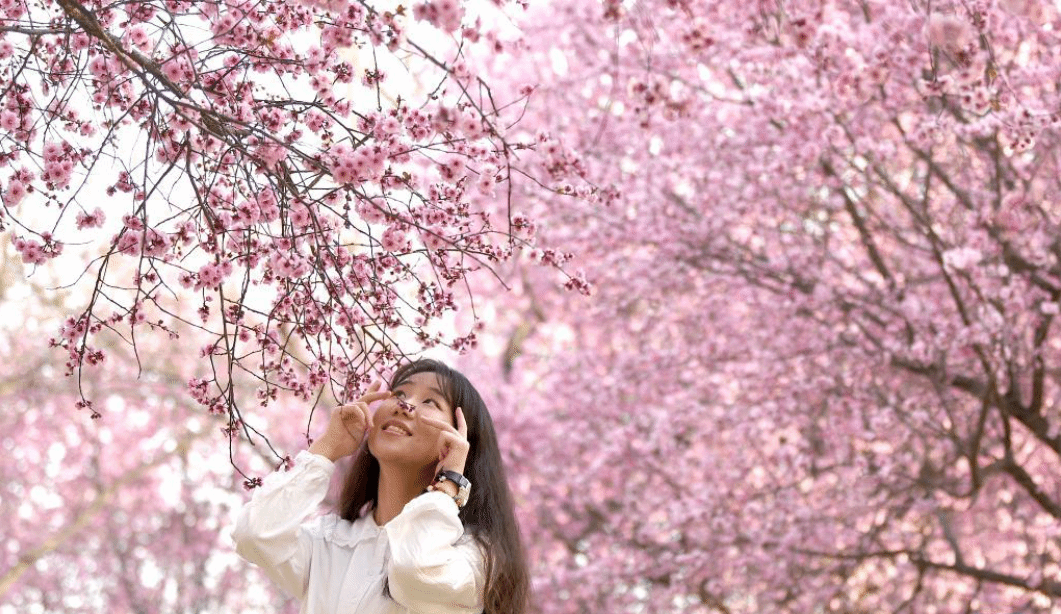 西安：春光无限好 满眼繁花灿