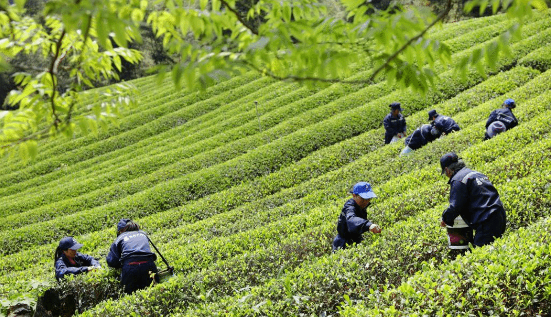 春茶采制正当时