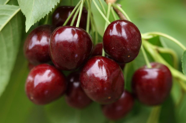 车厘子能补血助眠吗