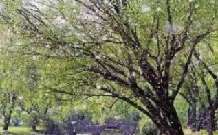 春季大风花粉多外出应该如何做好健康防护呢