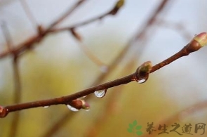 跟着时节最保健：雨水节气如何养生