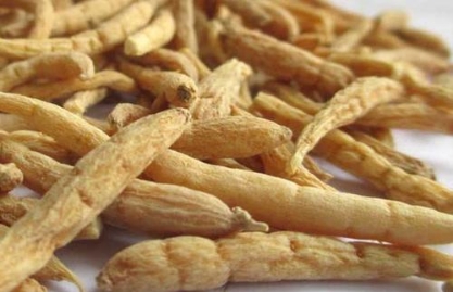 要想身体好菌汤是个宝 这些菌菇孩子可食用