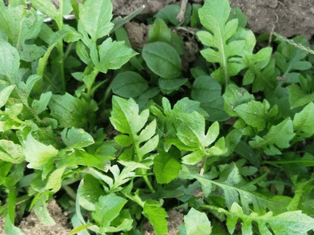 有四种青菜不焯水尽量不要吃 你了解多少
