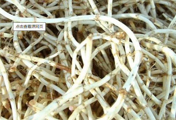 了解鱼腥草的作用和功效 让鱼腥草不再“默默无闻”