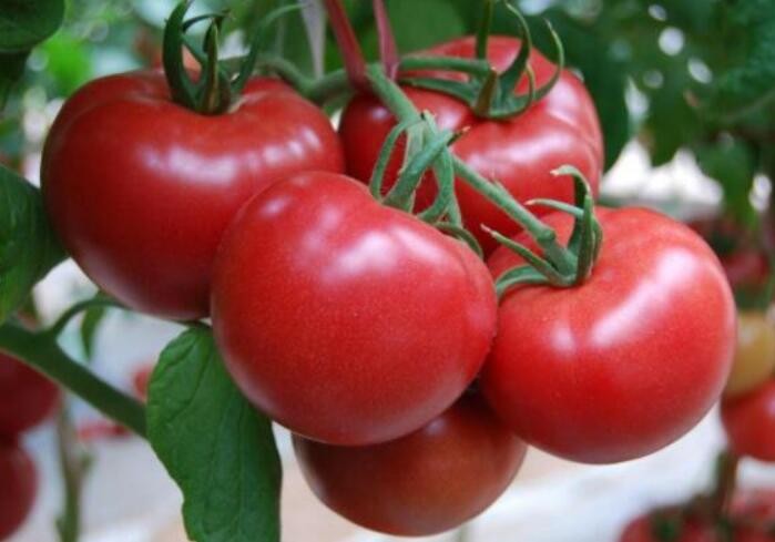 它被称为“国民蔬果”？盘点一颗西红柿的营养价值
