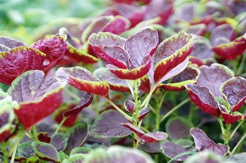 别再盲目吃野菜 尤其是这4种野菜最好是少吃