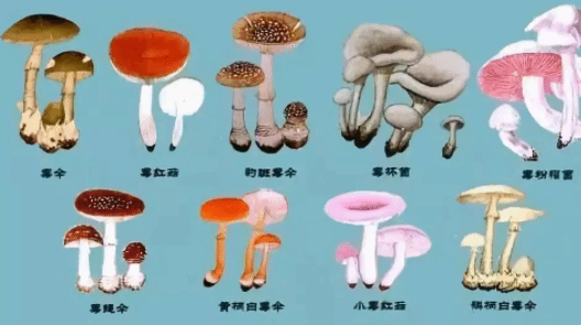 这几种情况最容易中毒！警惕这些野生剧毒物