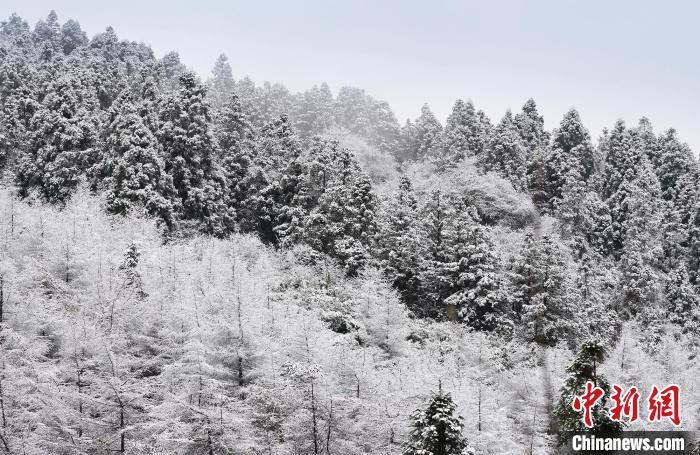 资料图：白雪覆盖森林成美景。　王俊杰 摄