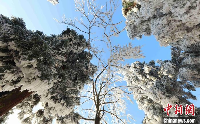 资料图：黄石寨景区雪后初霁。吴勇兵 摄