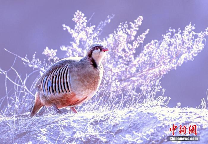 资料图:图为冰天雪地里大石鸡觅食。 张学江 摄 资料图:图为冰天雪地里大石鸡觅食。 张学江 摄