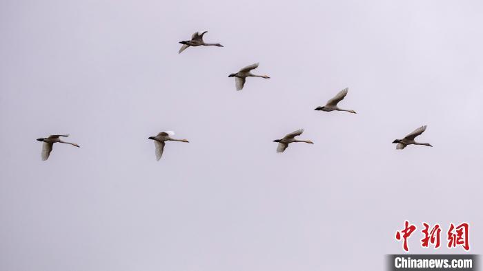 资料图：栖息越冬的野生白天鹅成群结队展翅翱翔。王运选 摄