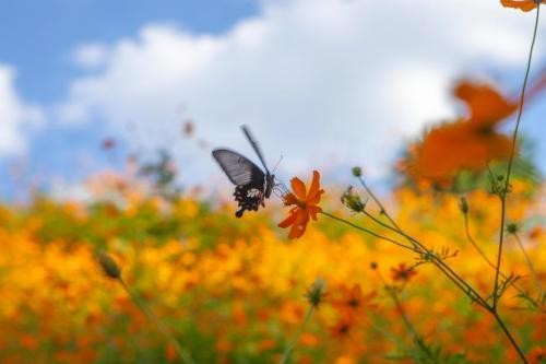 重阳 菊花须插满头归