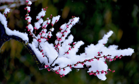 梅须逊雪三分白 雪却输梅一段香 梅花诗两首