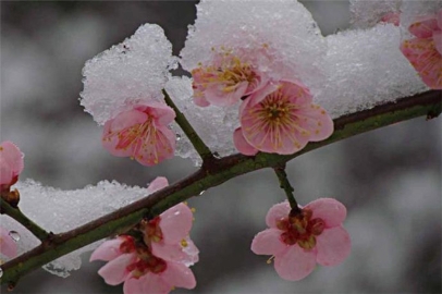 梅花四首：风信严时清有骨，一枝相对夜开樽