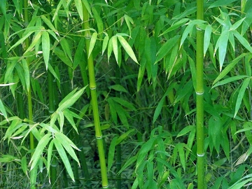 李贺的一首咏竹诗 竹子的形象与诗人合二为一