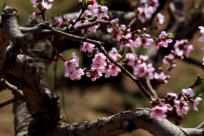 【原创】“人面桃花相映红”的缘起缘灭