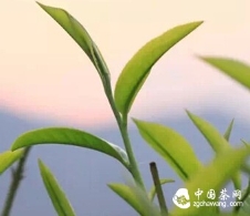 14个节气 14种茶 不同时令采的茶你喝过吗